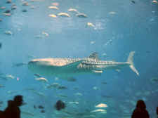 Whale Shark