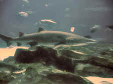 Blacktip Reef Shark