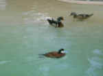 Ducks.jpg (21957 bytes)
