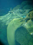 moray.jpg (194150 bytes)