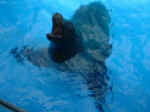 sealion.JPG (121199 bytes)
