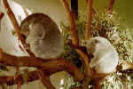 Koalas