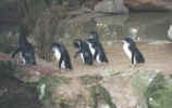 Little Blue (Fairy) Penguins