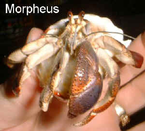 Morpheus