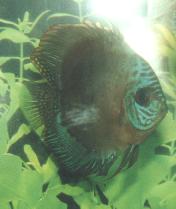 Brown Discus