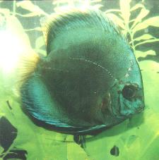 Cobalt Blue Discus