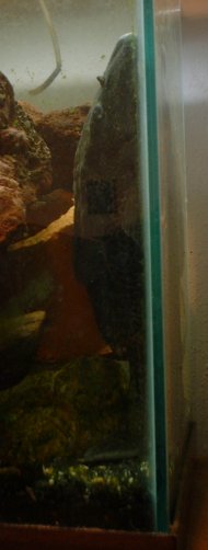 2" lon Plecostamus ( named Whale)