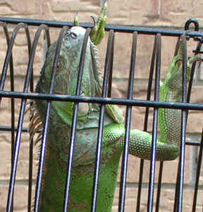 Speedy23moscloseup.jpg (105896 bytes)