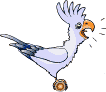 Cockatiels