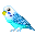 Budgerier (parakeet)