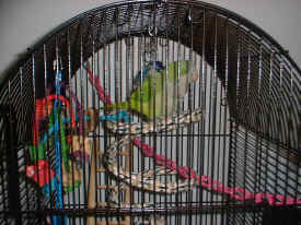 I LOVE my boingy!