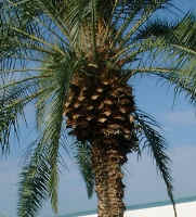 They nest in the part that looks like a pinecone