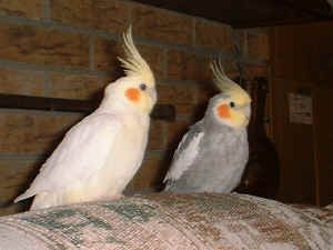 The happy couple