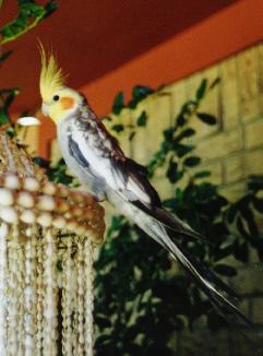 Watch the birdie!