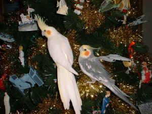 Where are our presents?