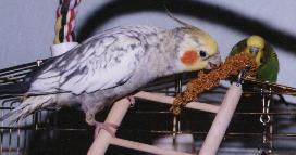 Sharing a snack with Pepper