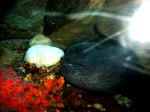 Wolf Eel