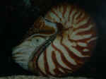 Chambered Nautalis
