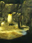 Penguins