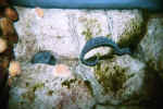 Moray Eel