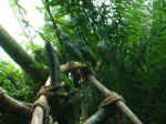 African Parrots