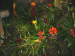 Air Plants