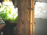 Newly hatched butterflies