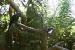 Hyacinth Macaws