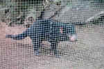 Tazmanian Devil