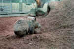 Wombat