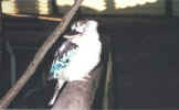 kookaburra