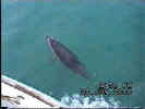 Video of bow riding dolphins (large)