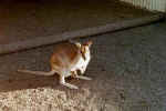 Kangaroo