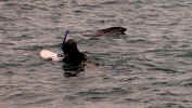 Notice the dolphin next to the swimmer