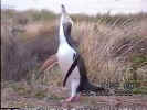 Video of penguins (large)