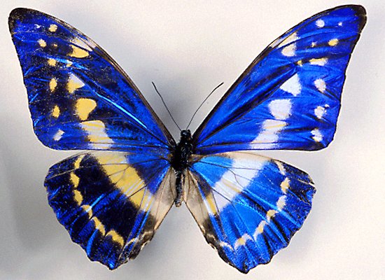 canine rbc morphology images morpho