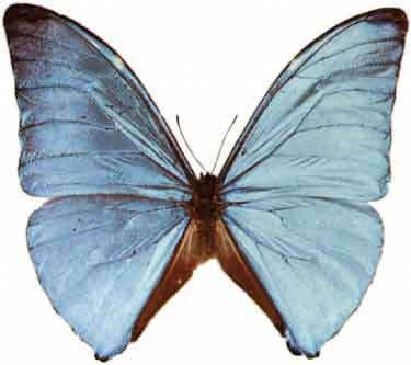 Morpho Adonis