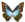 Morpho Cisseis